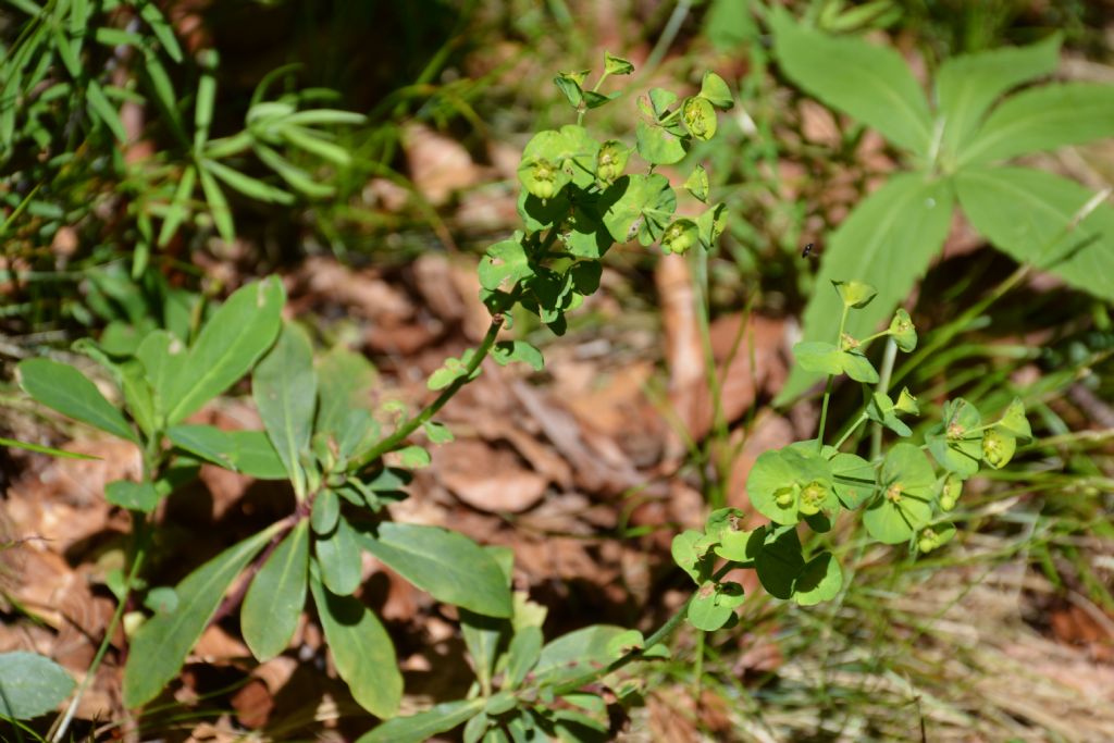 Euphorbia amygdaloides